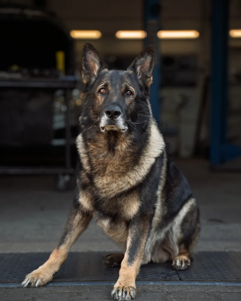 Mojo bei KFZ Service Ridder